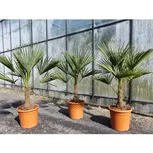 Chinesische Hanfpalme