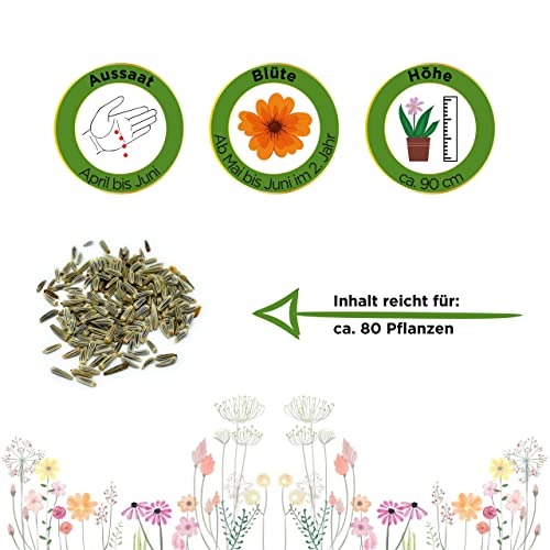 Chrysanthemen-Samen Deine Gartenwelt Margerite weiß Samen