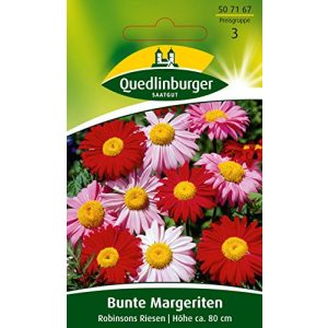 Chrysanthemen-Samen Quedlinburger Bunt, Robinsons Riesen