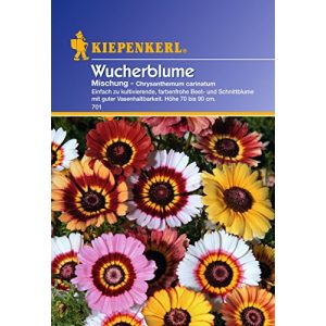 Chrysanthemen-Samen Sperli Blumensamen Wucherblume