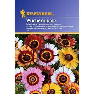Die beste Chrysanthemen-Samen 2026 Test Bestseller Chrysanthemen-Samen
