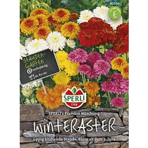Chrysanthemen-Samen Sperli Winteraster, Mischung Samen