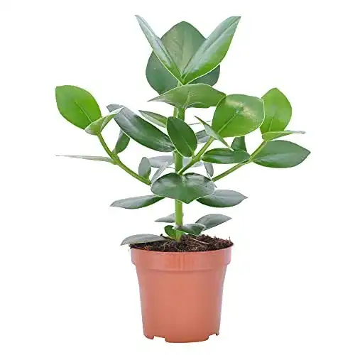 Clusia BAKKER rosea Princess, Balsamapfel, Höhe 30 – 40 cm