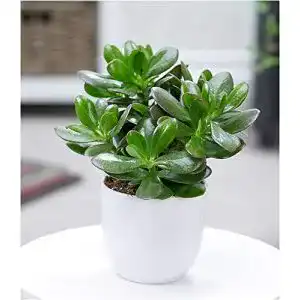 Crassula