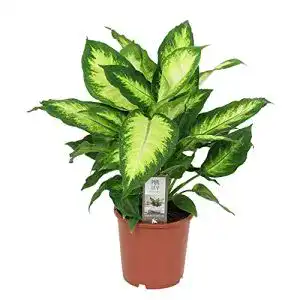 Dieffenbachia BAKKER seguine “Camilla” Araceae, 30-40 cm