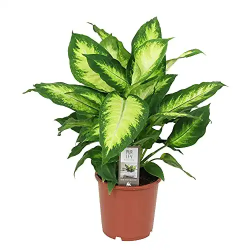 Dieffenbachia BAKKER seguine “Camilla” Araceae, 30-40 cm