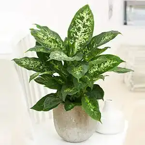 Dieffenbachia BAKKER seguine “Compacta” Giftaron 35-45 cm
