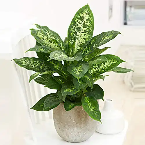 Dieffenbachia BAKKER seguine “Compacta” Giftaron 35-45 cm
