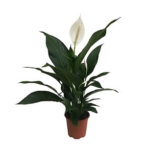 Einblatt BAKKER Spathiphyllum wallisii “Pearl Cupido”