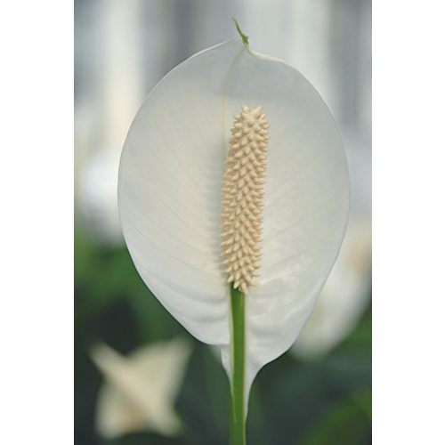 Einblatt Dehner Silvana, weißer Blütenkolben, ca. 90-100 cm