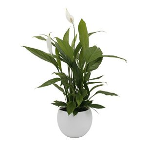 Einblatt Dominik Blumen und Pflanzen, im Topf “Cresto Weiß”