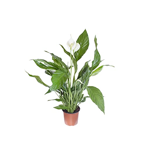 Einblatt Interflowers GmbH Spathiphyllum/Friedenslilie, 60 cm