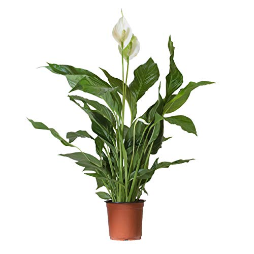 Einblatt Interflowers GmbH Spathiphyllum/Friedenslilie, 60 cm