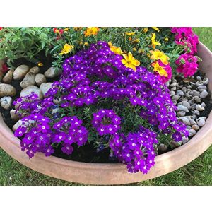 Eisenkraut-Samen Grow Your Secret Garden ”Profusion Violet”