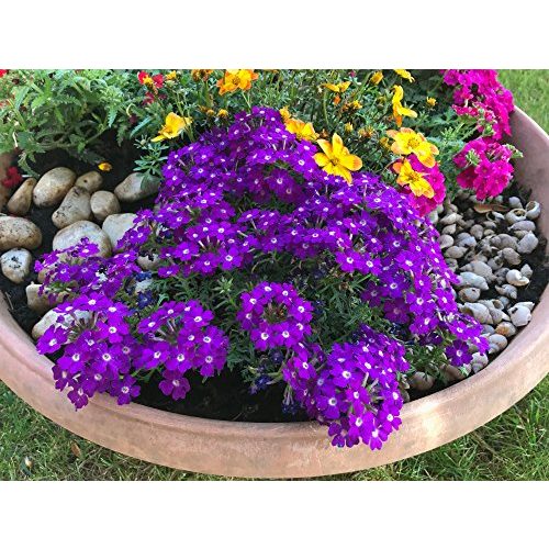 Die beste eisenkraut samen grow your secret garden profusion violet Bestsleller kaufen