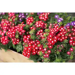 Eisenkraut-Samen Grow Your Secret Garden Verbenen 30 Samen