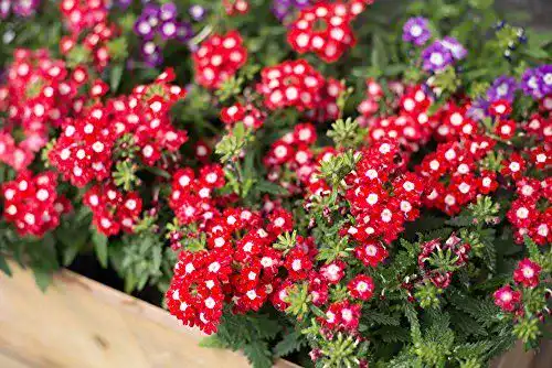 Eisenkraut-Samen Grow Your Secret Garden Verbenen 30 Samen