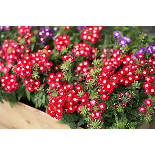 Eisenkraut-Samen Grow Your Secret Garden Verbenen 30 Samen