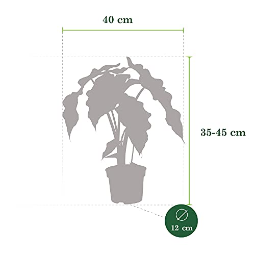Elefantenohr-Pflanze BAKKER 2x Alocasia amazonica “Polly” 2er Set