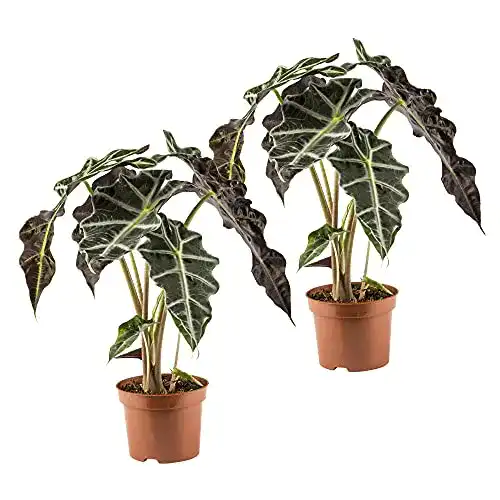 Die beste Elefantenohr-Pflanze BAKKER 2x Alocasia amazonica "Polly" 2er Set 2026 Test Bestseller Elefantenohr-Pflanze BAKKER 2x Alocasia amazonica “Polly” 2er Set