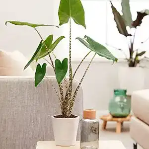 Elefantenohr-Pflanze BAKKER Alocasia zebrina, 75-80cm