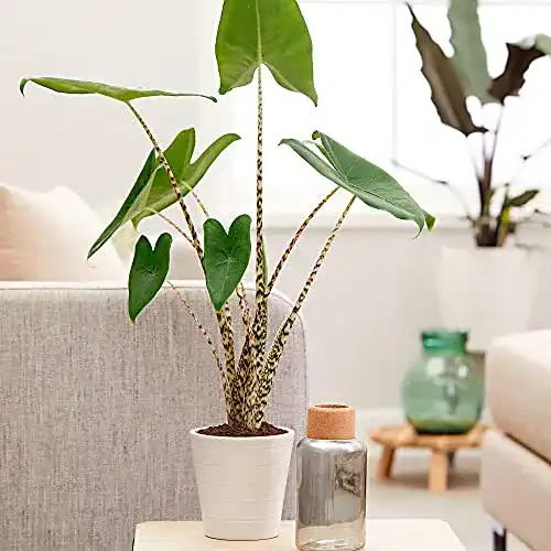 Elefantenohr-Pflanze BAKKER Alocasia zebrina, 75-80cm