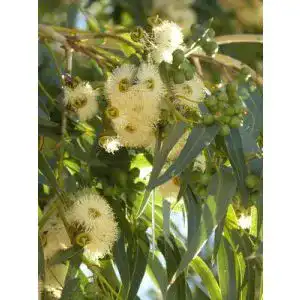 Eukalyptus-Samen exoticsamen Samenraritäten aus aller Welt
