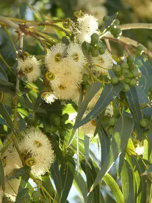 Eukalyptus-Samen exoticsamen Samenraritäten aus aller Welt