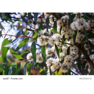 Eukalyptus-Samen exoticsamen Samenraritäten aus aller Welt