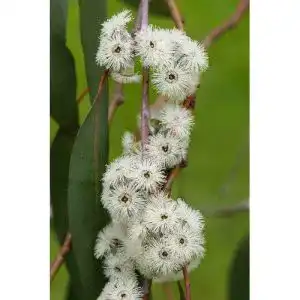 Eukalyptus-Samen mediterranpiac Eukalyptus Pauciflora