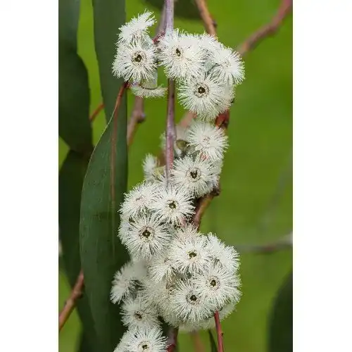 Eukalyptus-Samen mediterranpiac Eukalyptus Pauciflora