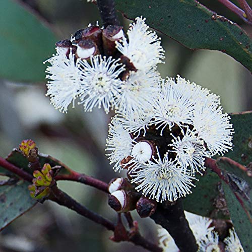 Eukalyptus-Samen OwnGrown Bonsai Baum Schnee Eukalyptus