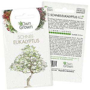 Eukalyptus-Samen OwnGrown Bonsai Baum Schnee Eukalyptus