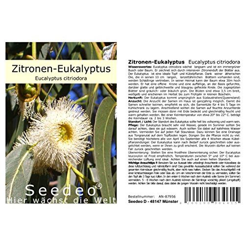 Eukalyptus-Samen Seedeo ® Zitronen-Eukalyptus 200 Samen