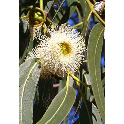 Die beste eukalyptus samen seedeo zitronen eukalyptus 200 samen Bestsleller kaufen