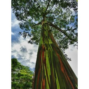 Eukalyptus-Samen SVI Erbstück 5 Samen Regenbogen-Baum