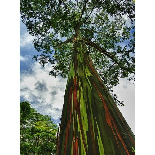 Die beste eukalyptus samen svi erbstueck 5 samen regenbogen baum Bestsleller kaufen