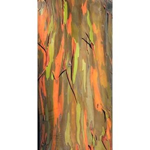 Eukalyptus-Samen tropical-seeds Regenbogenbaum
