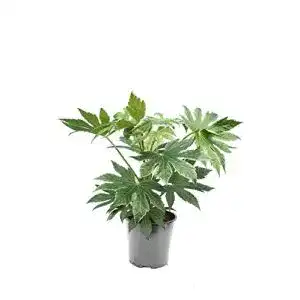 Die beste Fatsia Japonica 2026 Test Bestseller Fatsia Japonica