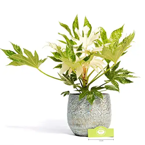 Fatsia Japonica Schramas com Spiders Web, Japanese aralia, 2L Pot