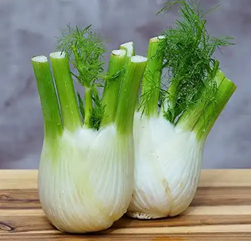 Fenchel-Samen Samen Schenker Knollenfenchel 200 Samen
