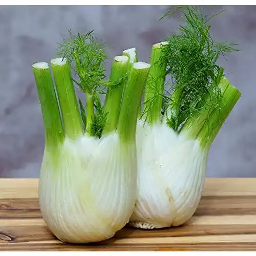 Fenchel-Samen Samen Schenker Knollenfenchel 200 Samen