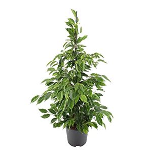 Ficus BAKKER benjamina “Anastasia” Birkenfeige Höhe 100-110 cm
