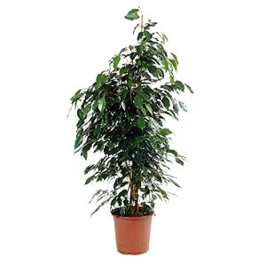 Ficus BAKKER benjamina “Danielle” Birkenfeige, 100-110 cm