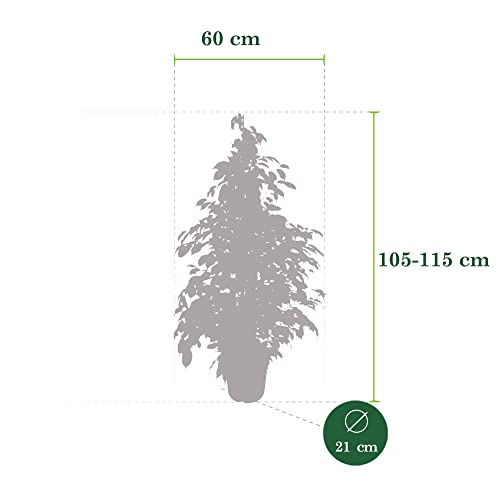 Ficus BAKKER benjamina “Danielle” Birkenfeige, 100-110 cm