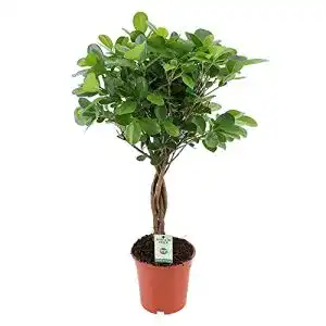 Ficus BAKKER Microcarpa Moclame, Moraceae, Lorbeerfeige