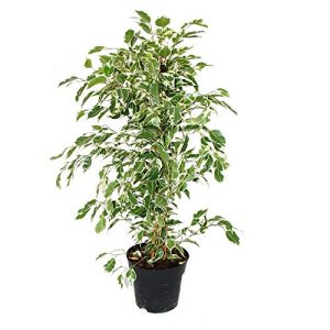 Ficus exotenherz, benjamini “Twighlight” im 17cm Topf