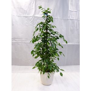 Ficus PalmenLager.de, benjamini”Exotica” 160/170 cm