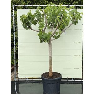 Ficus Tropictrees Carica, Feigenbaum, 240 cm