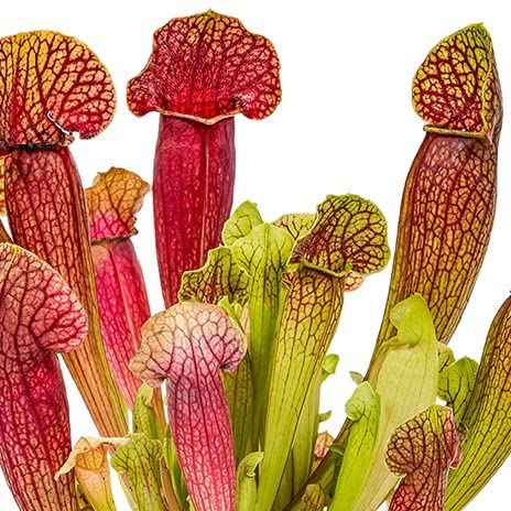 Fleischfressende Pflanzen Bloomique, Sarracenia, 10-12 cm